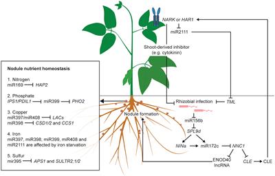 Roles of non-coding RNAs in the hormonal and nutritional regulation in nodulation and nitrogen fixation